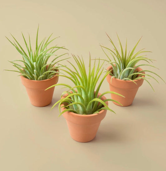 3 Air Plants with Mini Terracotta Pots