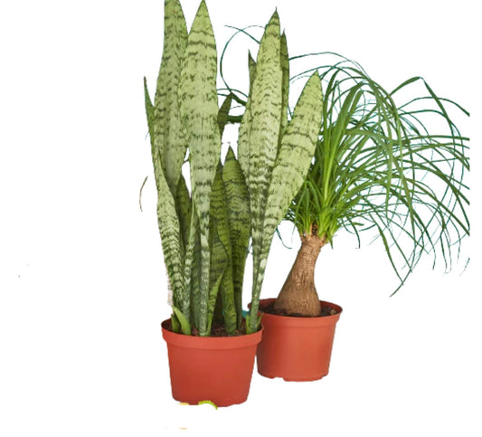2 - 6” Indoor Plants Premium Subscription Box
